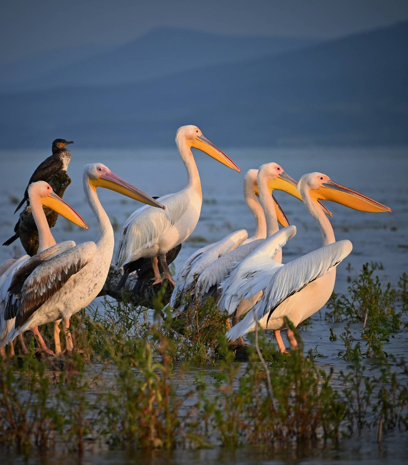 , Герчев Николай