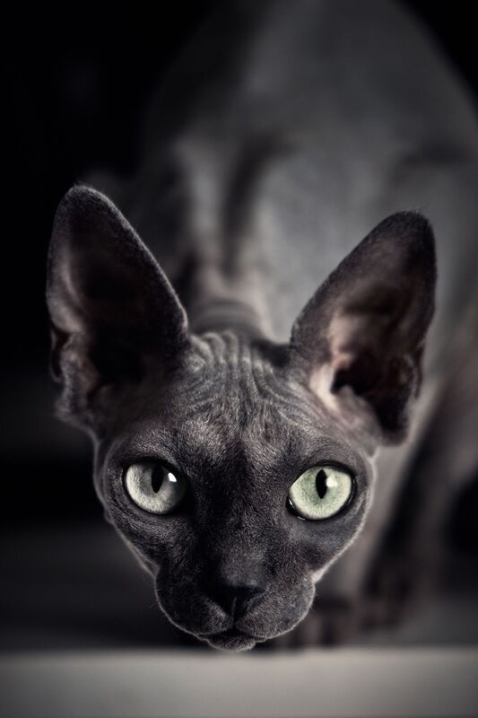 Кошка Я смотрю фото превью