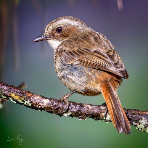 A Saxicola ( Grey Bush Chat) with its sharp gaze
