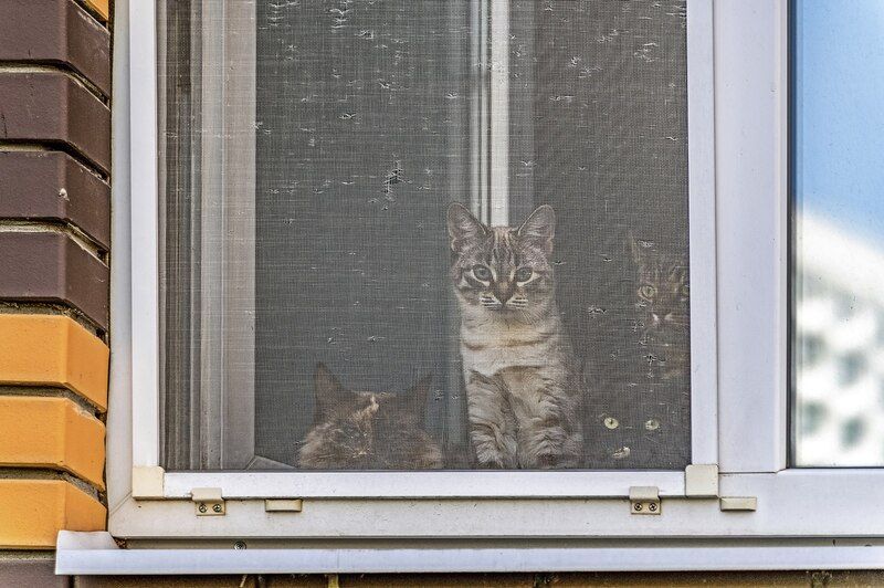 Кошки на окошке фото превью
