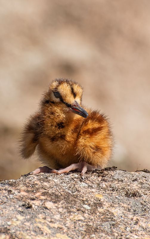 Мини вальдшнеп :) фото превью
