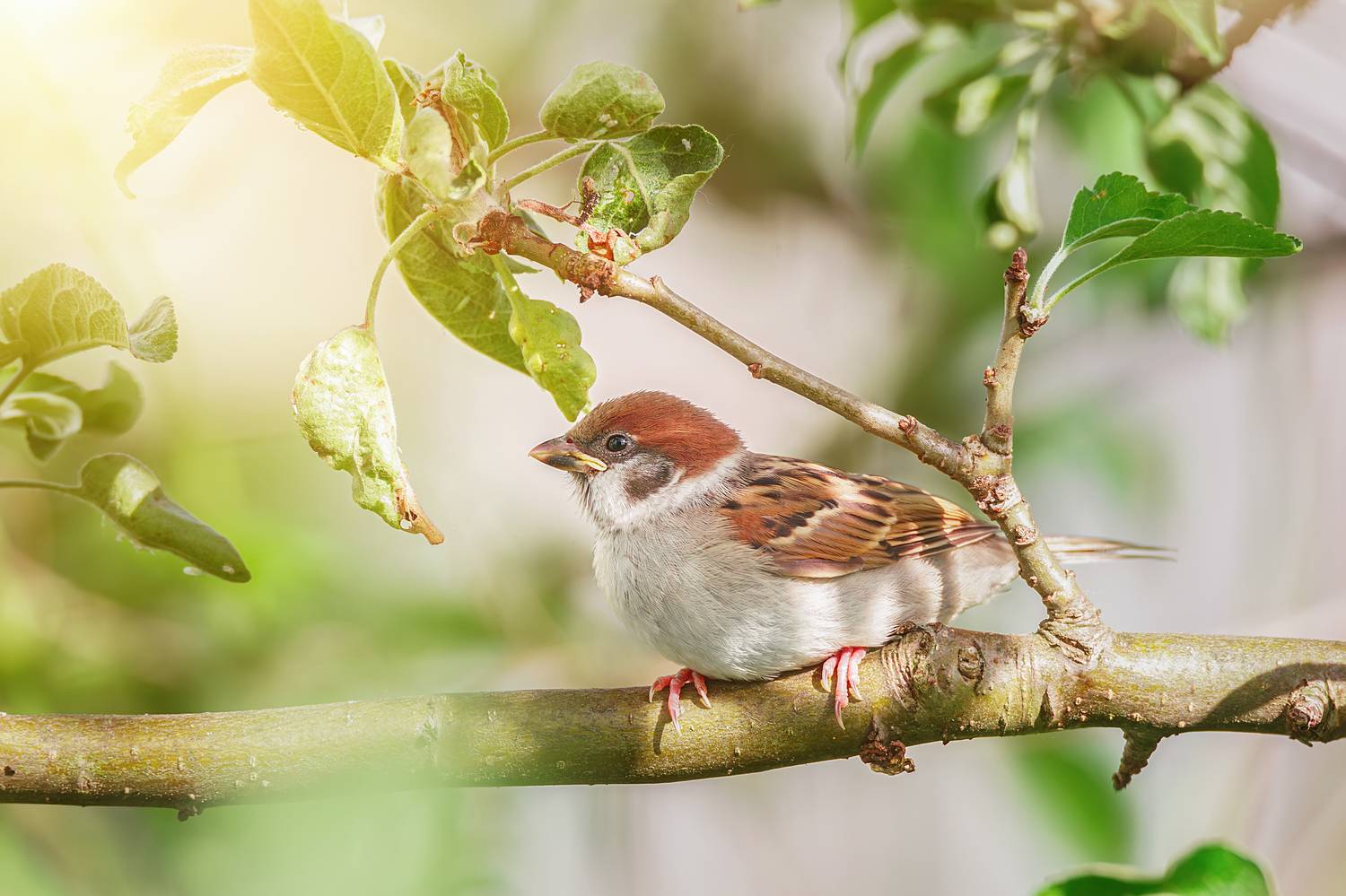 animal; wildlife; bird; nature; sparrow; wild; background; brown; songbird; beak, Корнеев Алексей