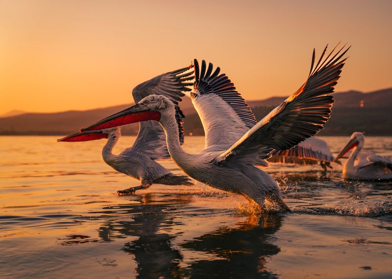 Dalmatian Pelicans Кудрявые пеликаны Birds Action Flight Sunset Птицы Полет Закат В погоне фото превью