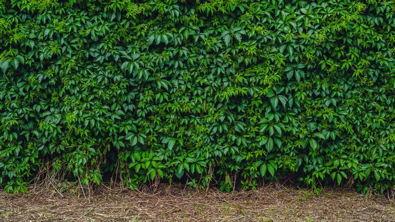 Плющ фото превью