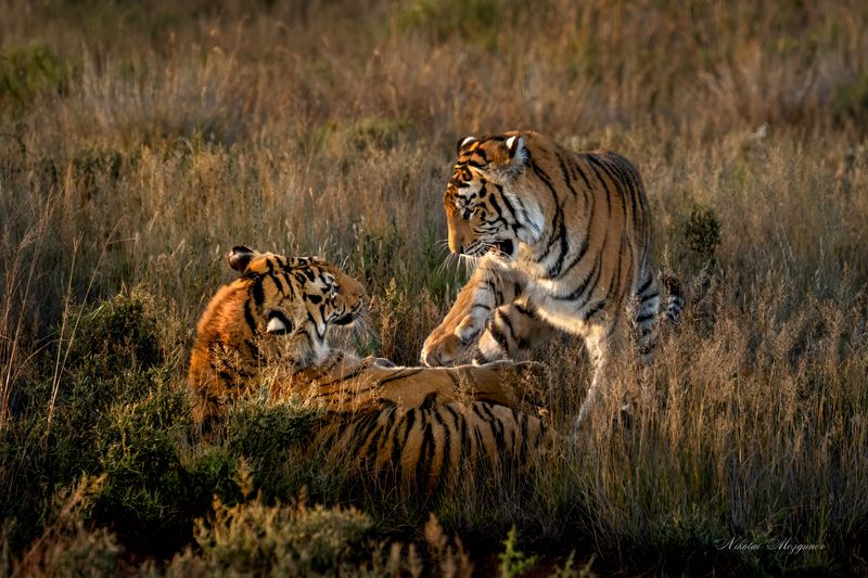 Игры на закате... фото превью