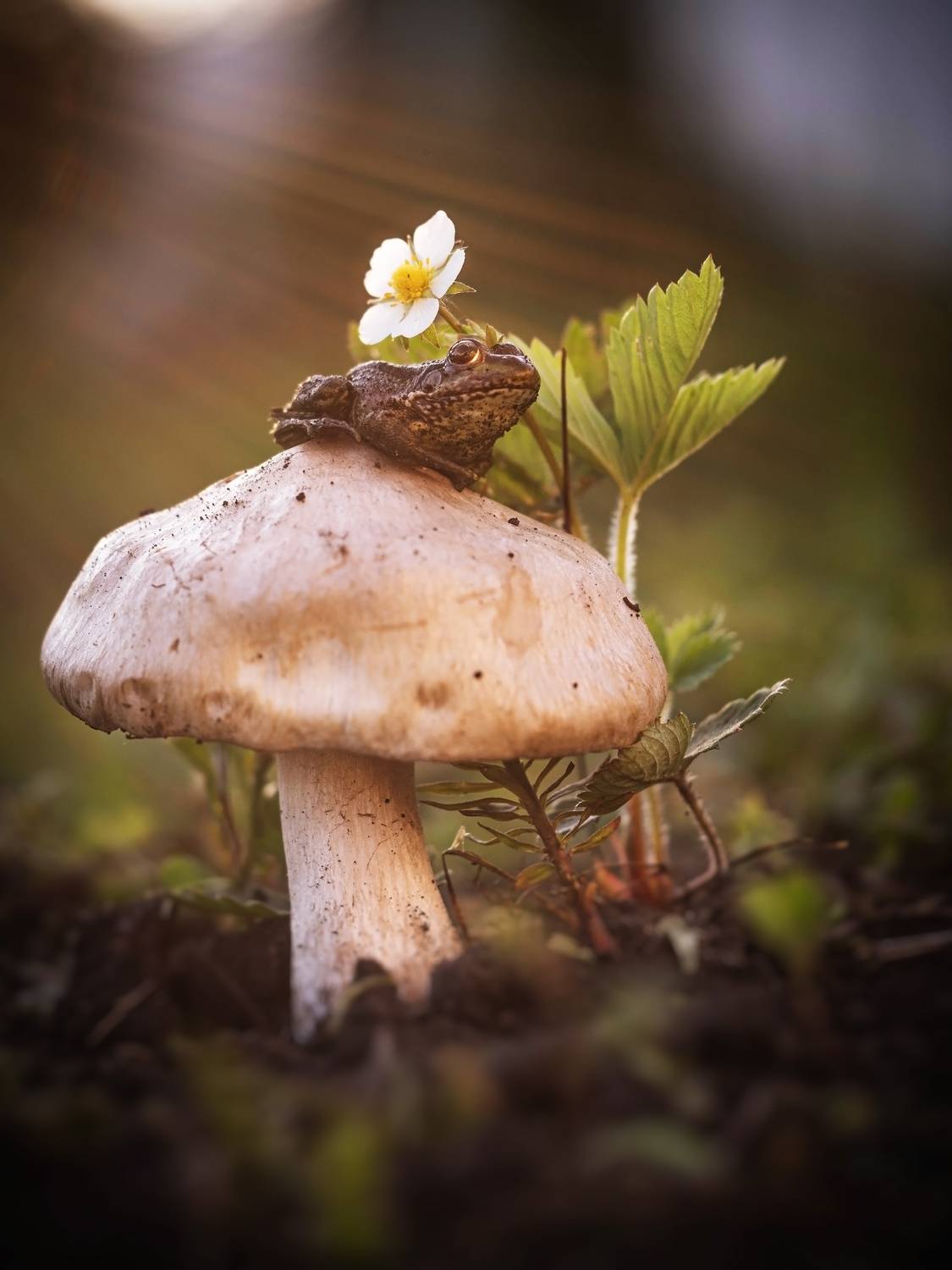 , Лапшина Владлена