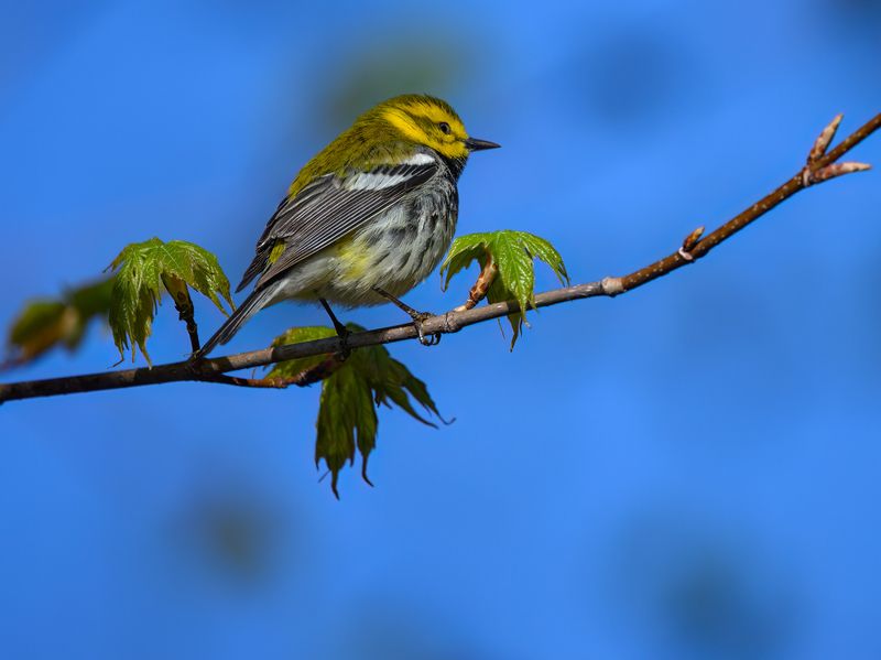 Black-throated green warbler (m) фото превью
