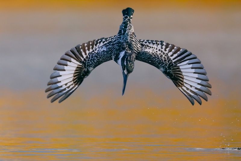 Pied kingfisher