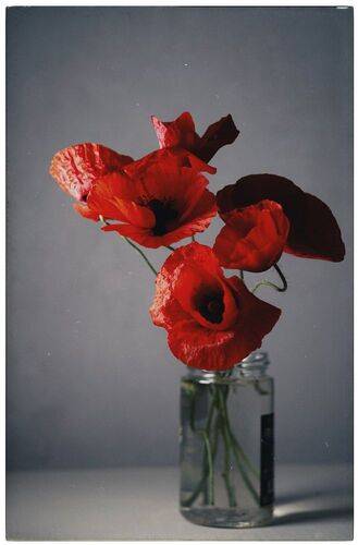 Как маки однажды стояли на кухне.