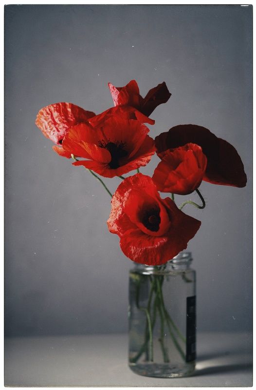 Как маки однажды стояли на кухне. фото превью