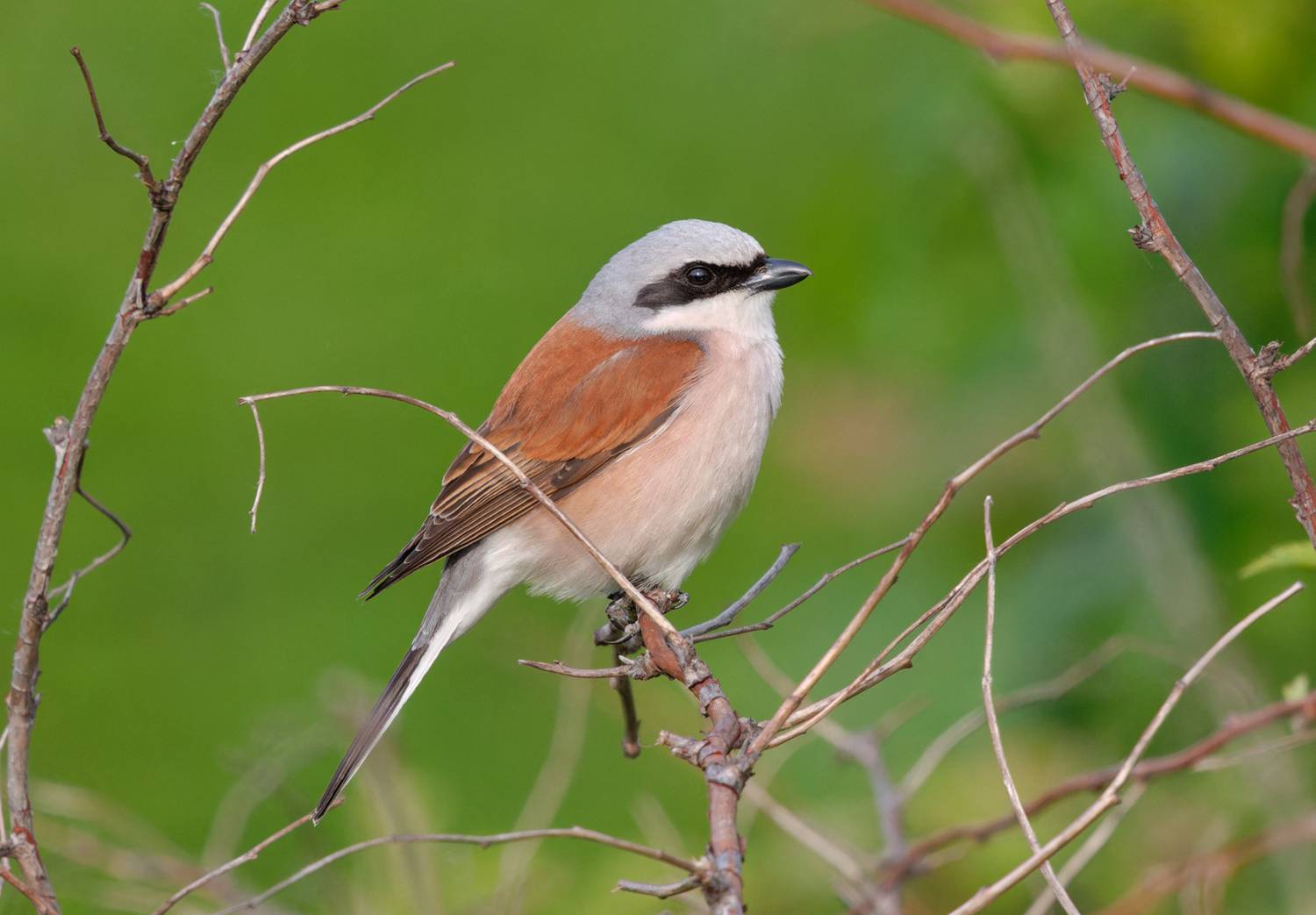 птицы, жулан, Михаил