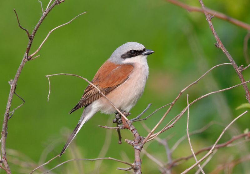 птицы, жулан Жуланчик фото превью