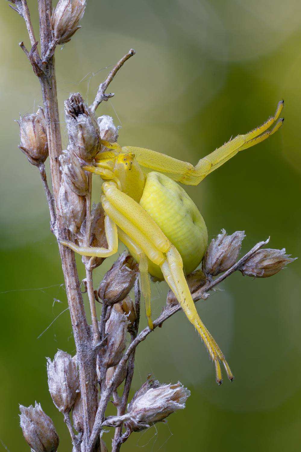 , Кузнецов Дмитрий