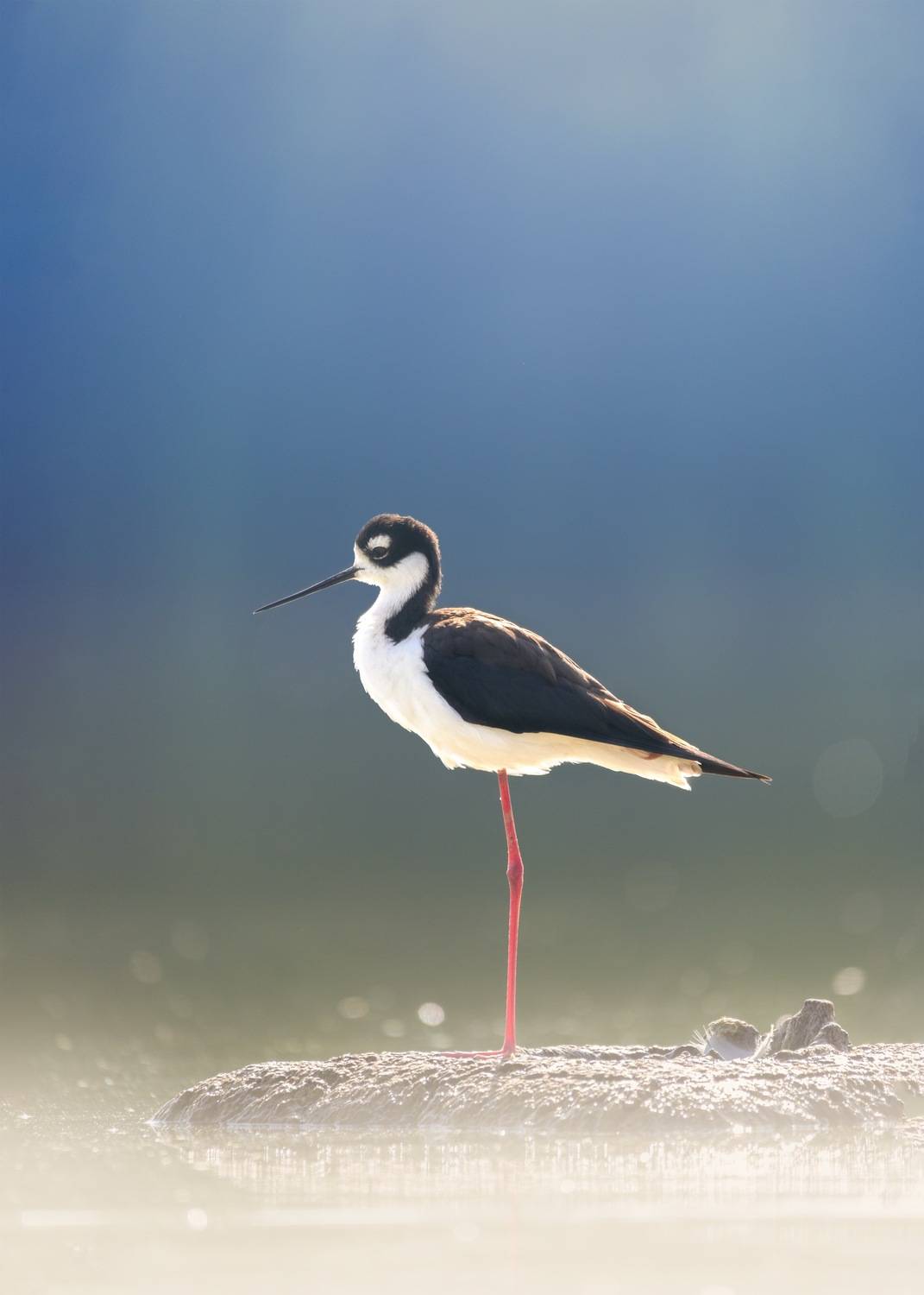 , Maikel Valle Clara