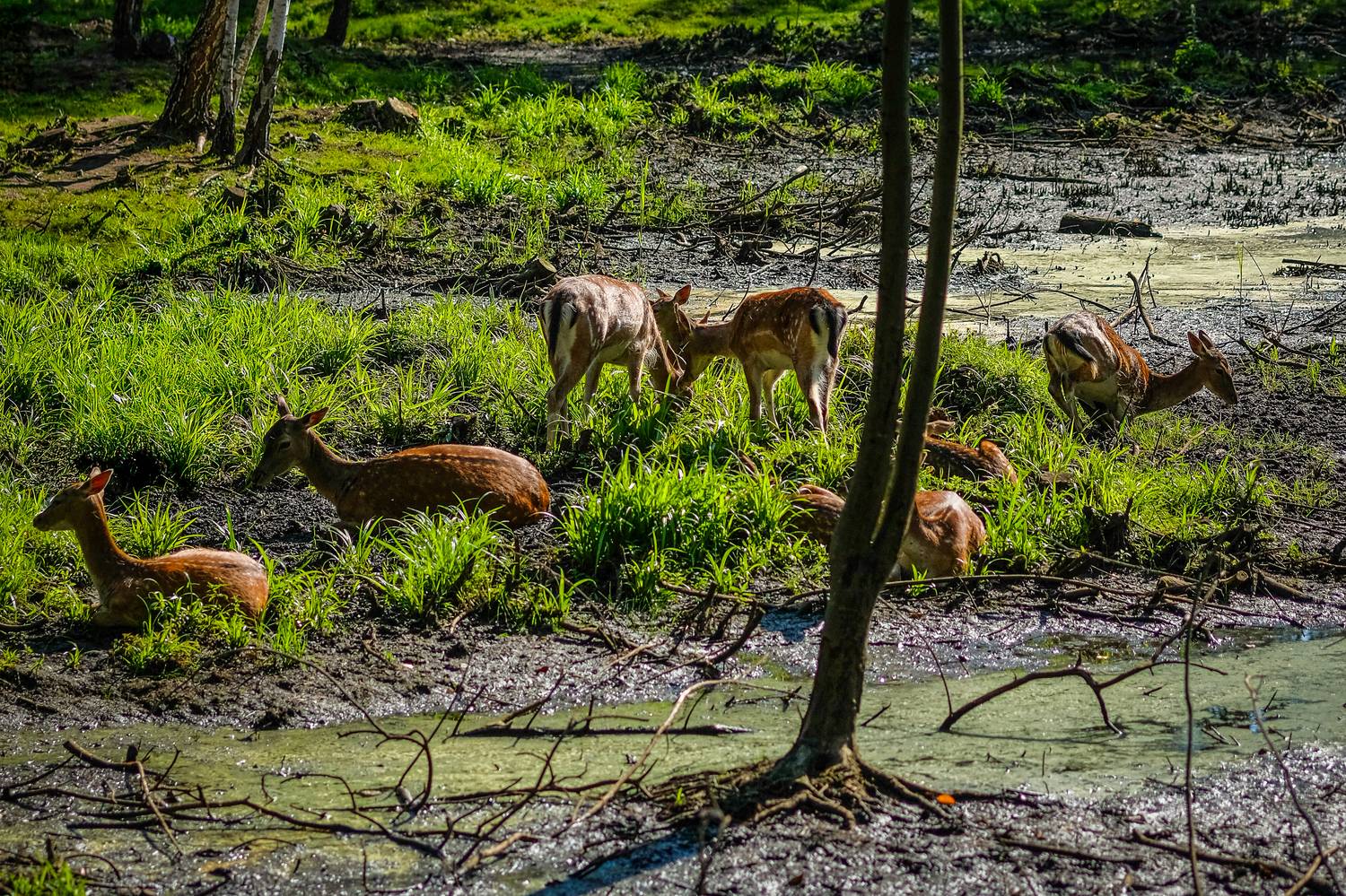 , Мошко Виктор