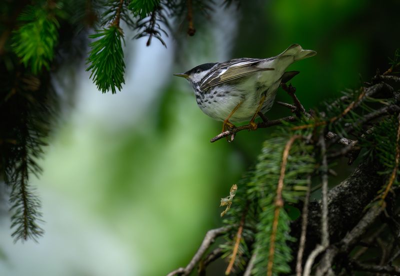 Blackpoll Warbler (m) фото превью