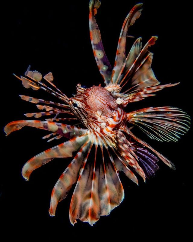 The Showstopper фото превью