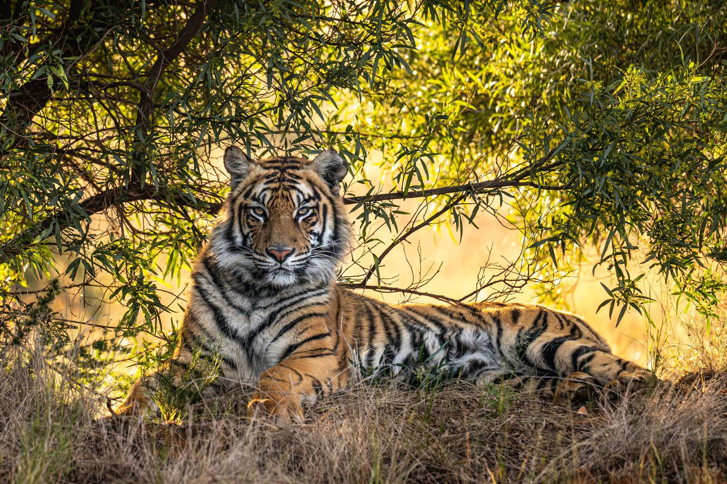 бенгальский тигр, Африка, ЮАР, Сулоев Алексей