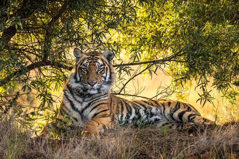 бенгальский тигр, Африка, ЮАР  фото превью
