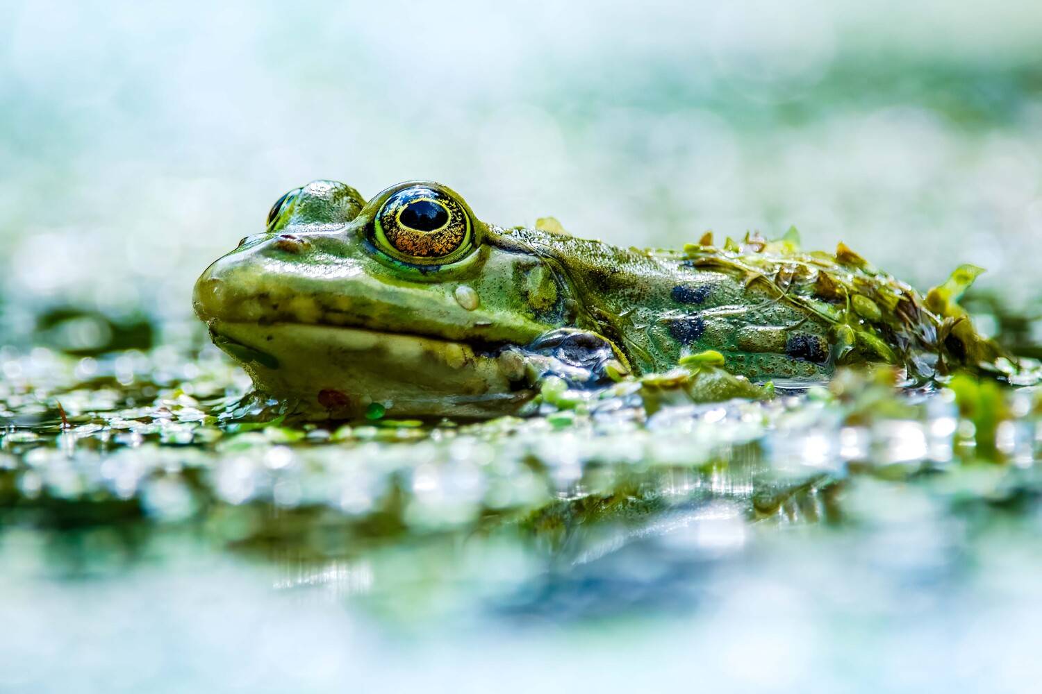 , Павел Ныриков