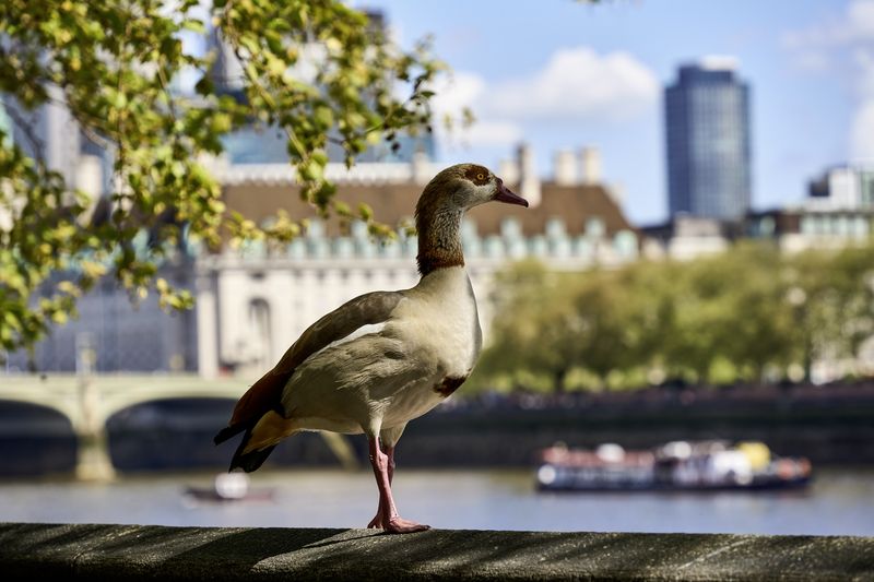 Я тоже умею ходить фото превью