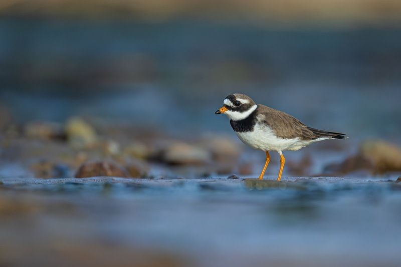 галстучник, кулик, птицы Галстучник фото превью