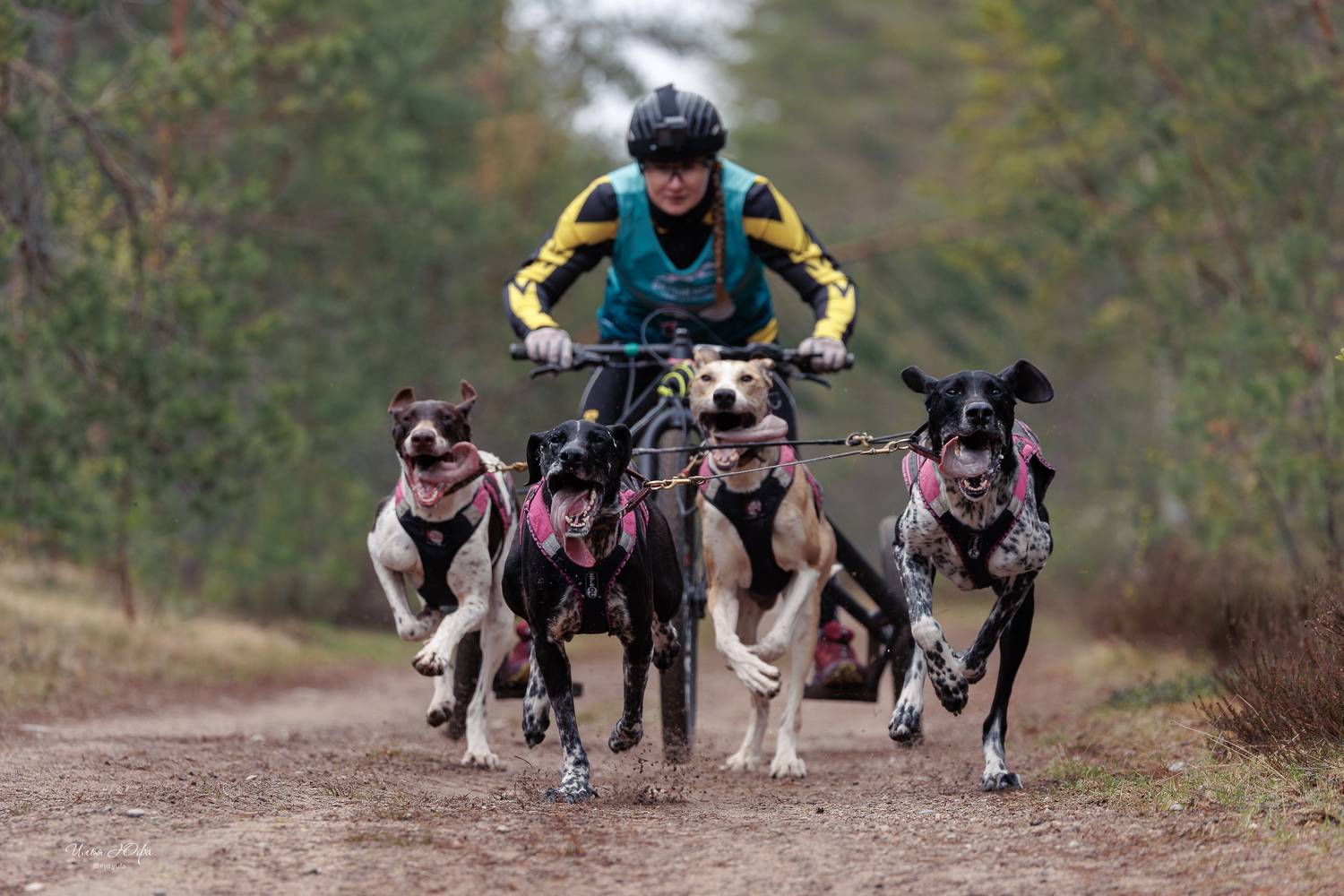 ездовойспорт, собаки, Илья Юфа
