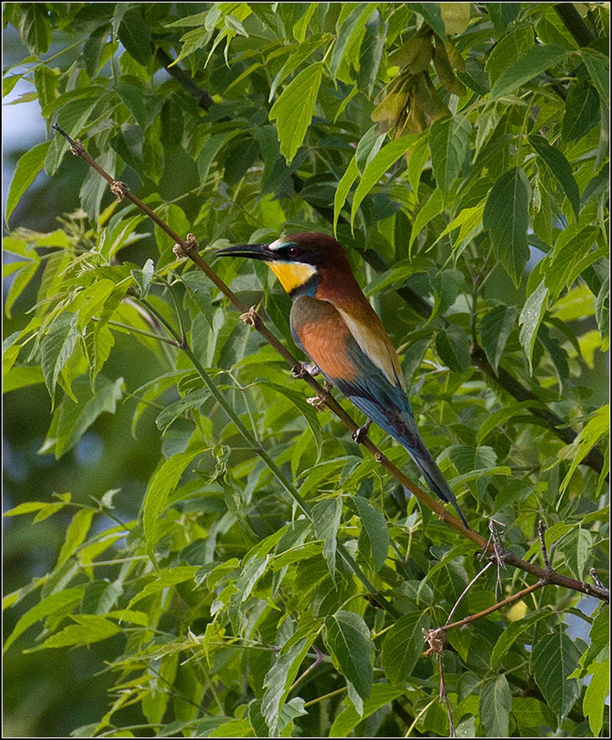 м.о. май, карьер, щурка, птица, АНАТОЛИЙ ДОВЫДЕНКО