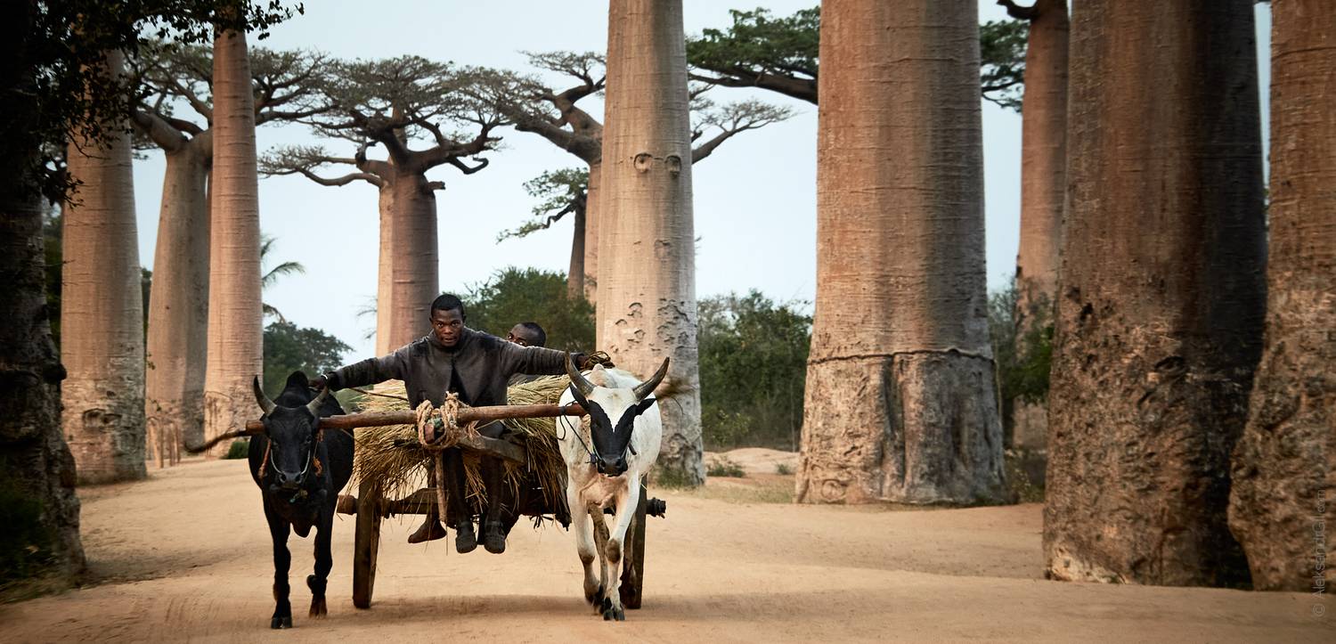 баобаб, мадагаскар, madagascar, baobab, Гиль Александр