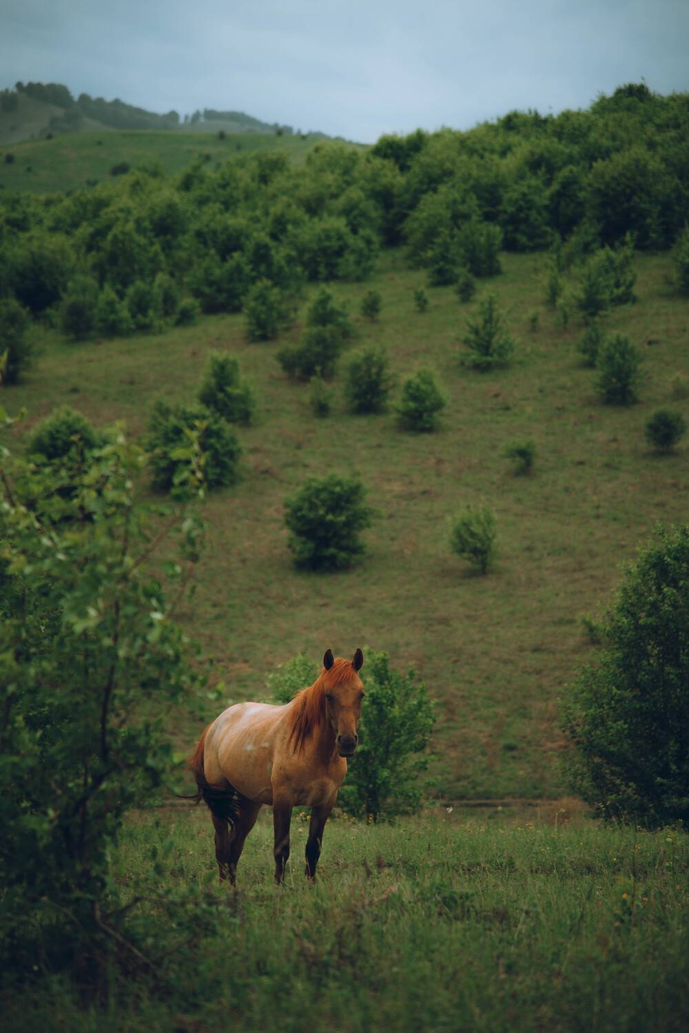 лес, холмы, Алтай, лошадь, Denis Koshkin