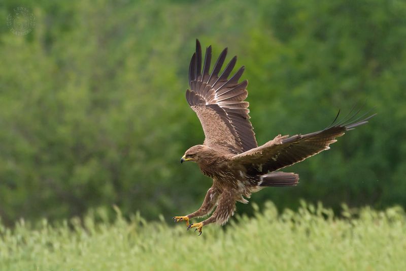 Малый подорлик - Lens and Feathers фото превью