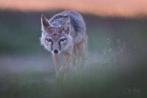 Рожденная ветром