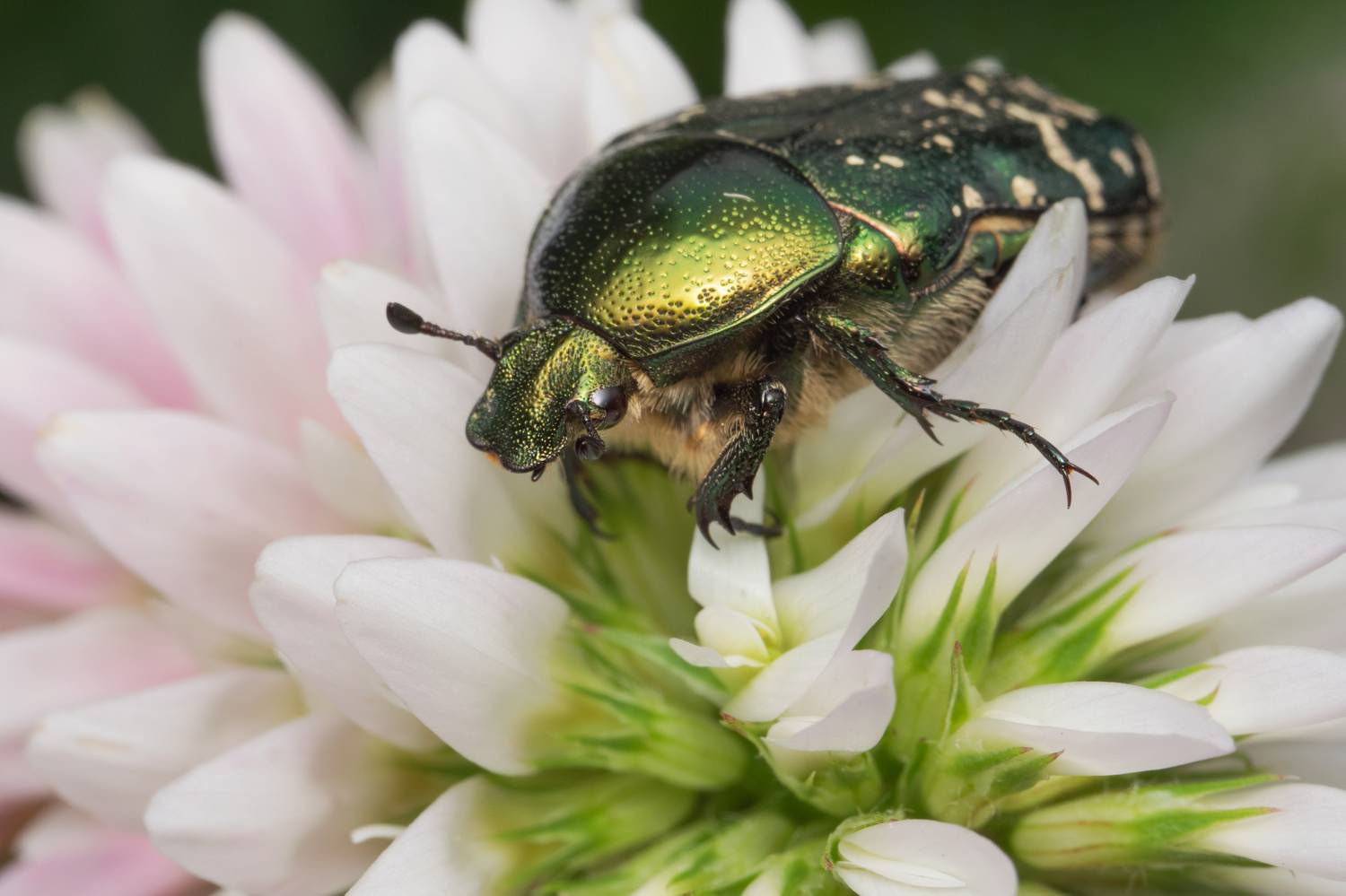 бронзовка,макро,ставрополь,вега11у,cetonia aurata, Ветренко Денис