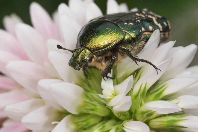 бронзовка,макро,ставрополь,вега11у,cetonia aurata Золотистая бронзовка фото превью