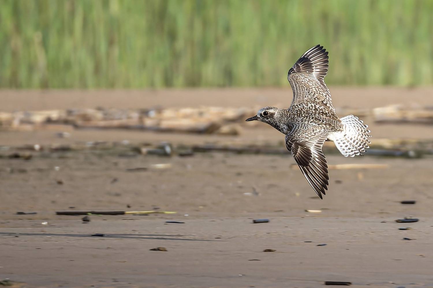 тулес, кулик, птицы, Руслан Pl