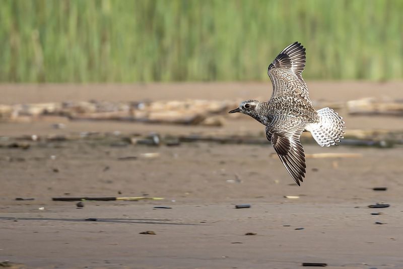 тулес, кулик, птицы Тулес фото превью