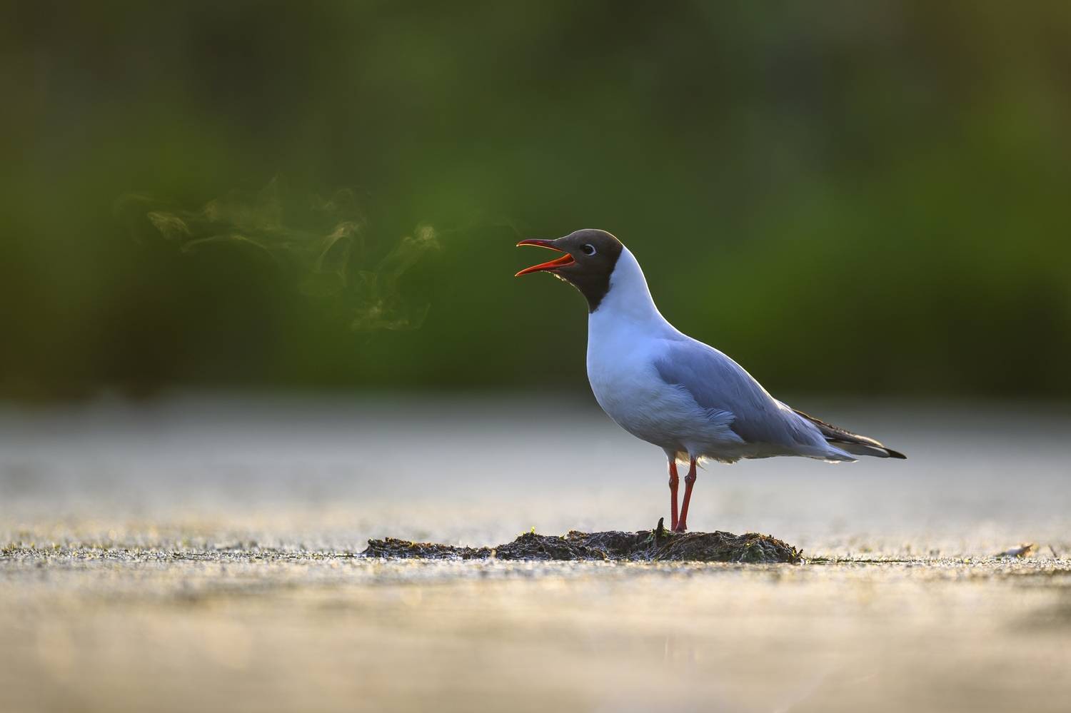 , Пупонин Сергей