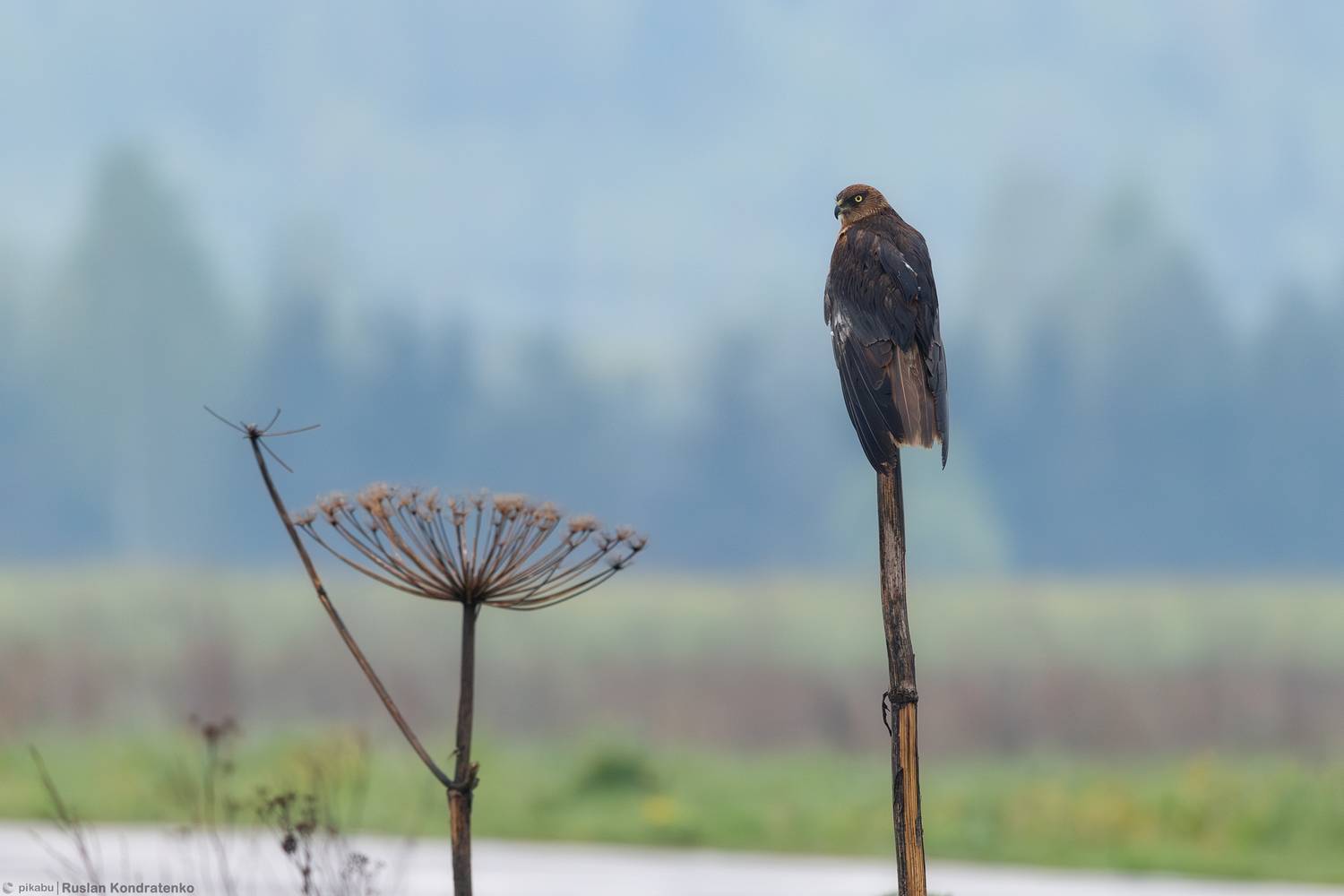 Болотный лунь, Кондратенко Руслан