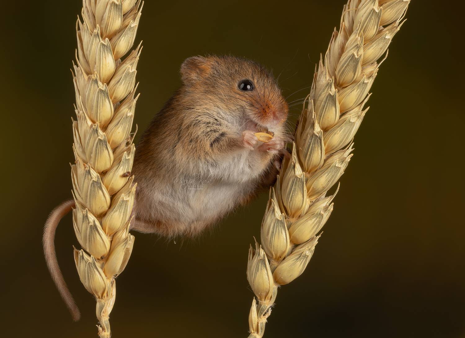harvest mouse, mouse, rodent, animals, nature, wildlife, canon, MARIA KULA