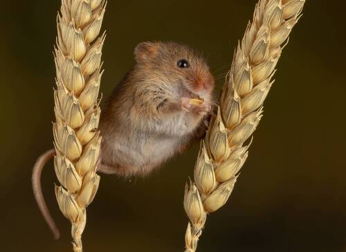 Harvest Mouse