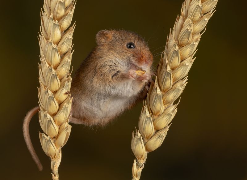 harvest mouse, mouse, rodent, animals, nature, wildlife, canon Harvest Mouse фото превью