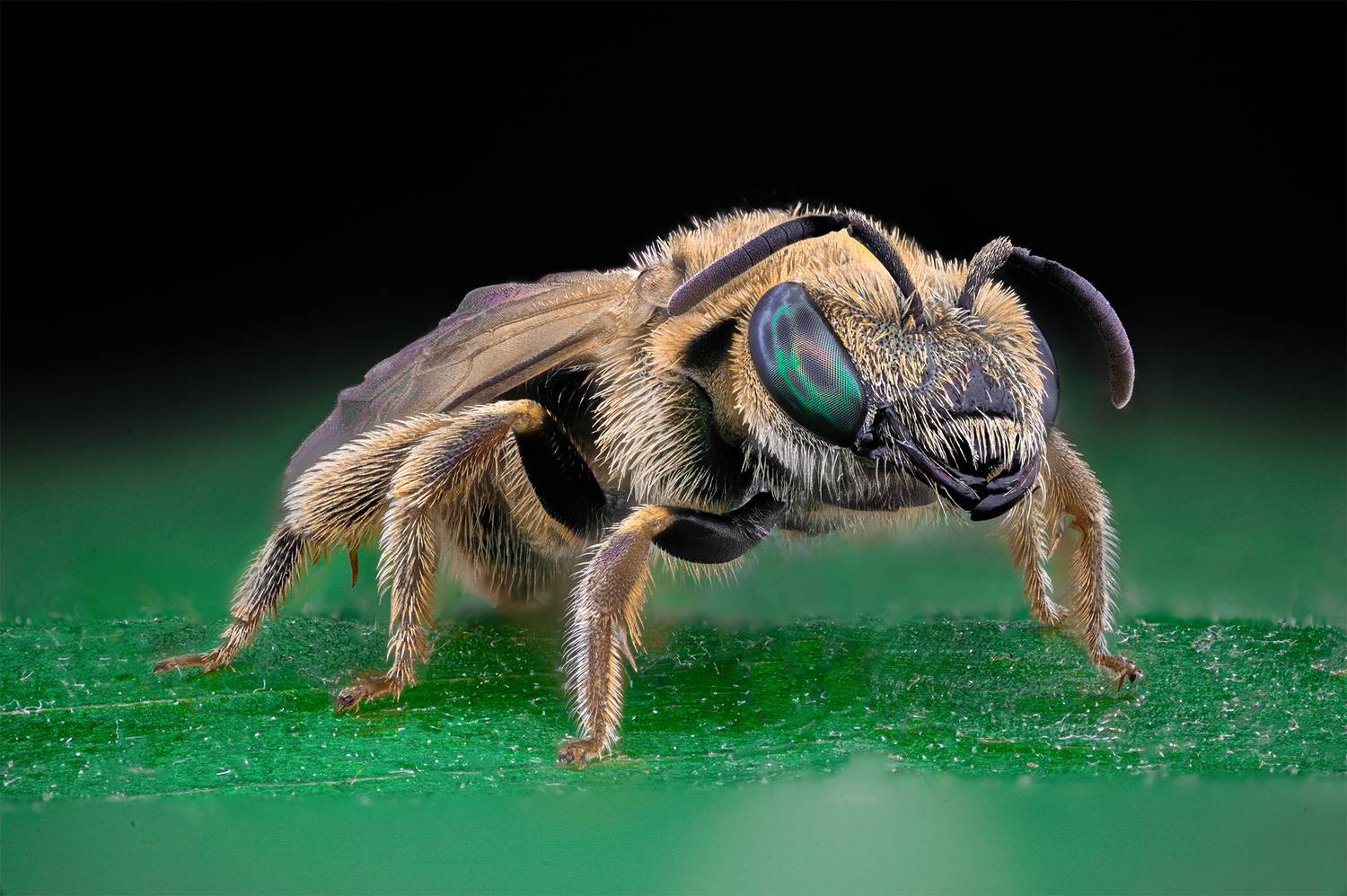 ceclii, macro, Ganev Tsvetan