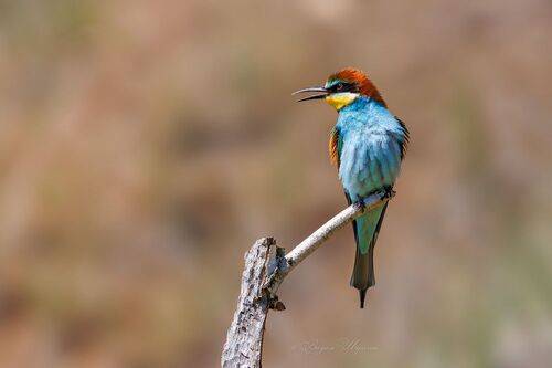 - Ну и где тут пчёлы?!