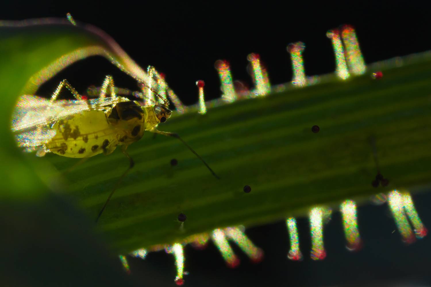 тля, Соварцева Ксения