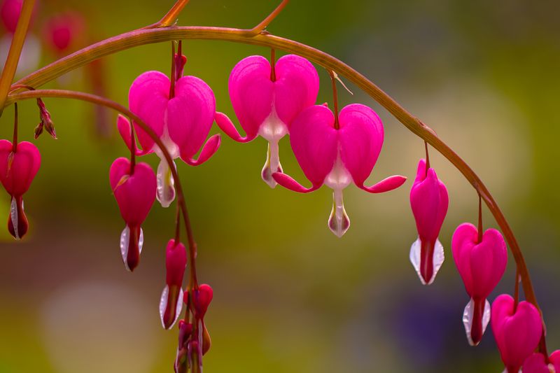 .... фото превью