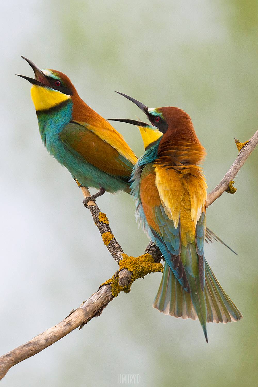 щурка, золотистые щурки,, Дмитрий Доронин