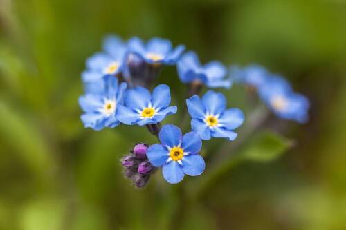 Незабудки...