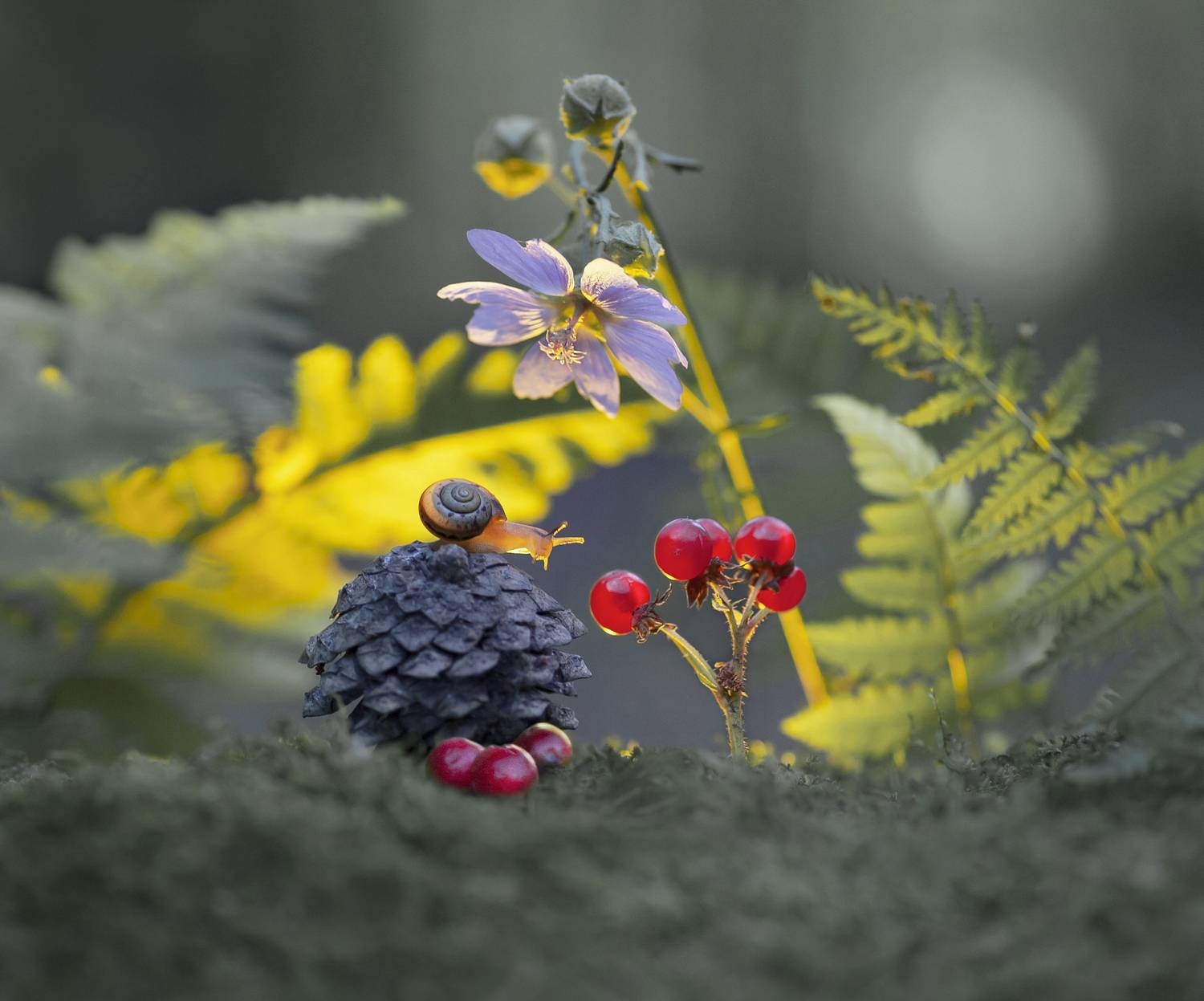 улитка, костяника, макро, беларусь, Александр Гвоздь