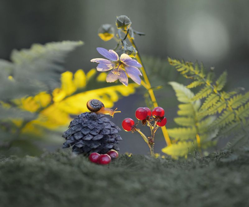 улитка, костяника, макро, беларусь За костяникой фото превью