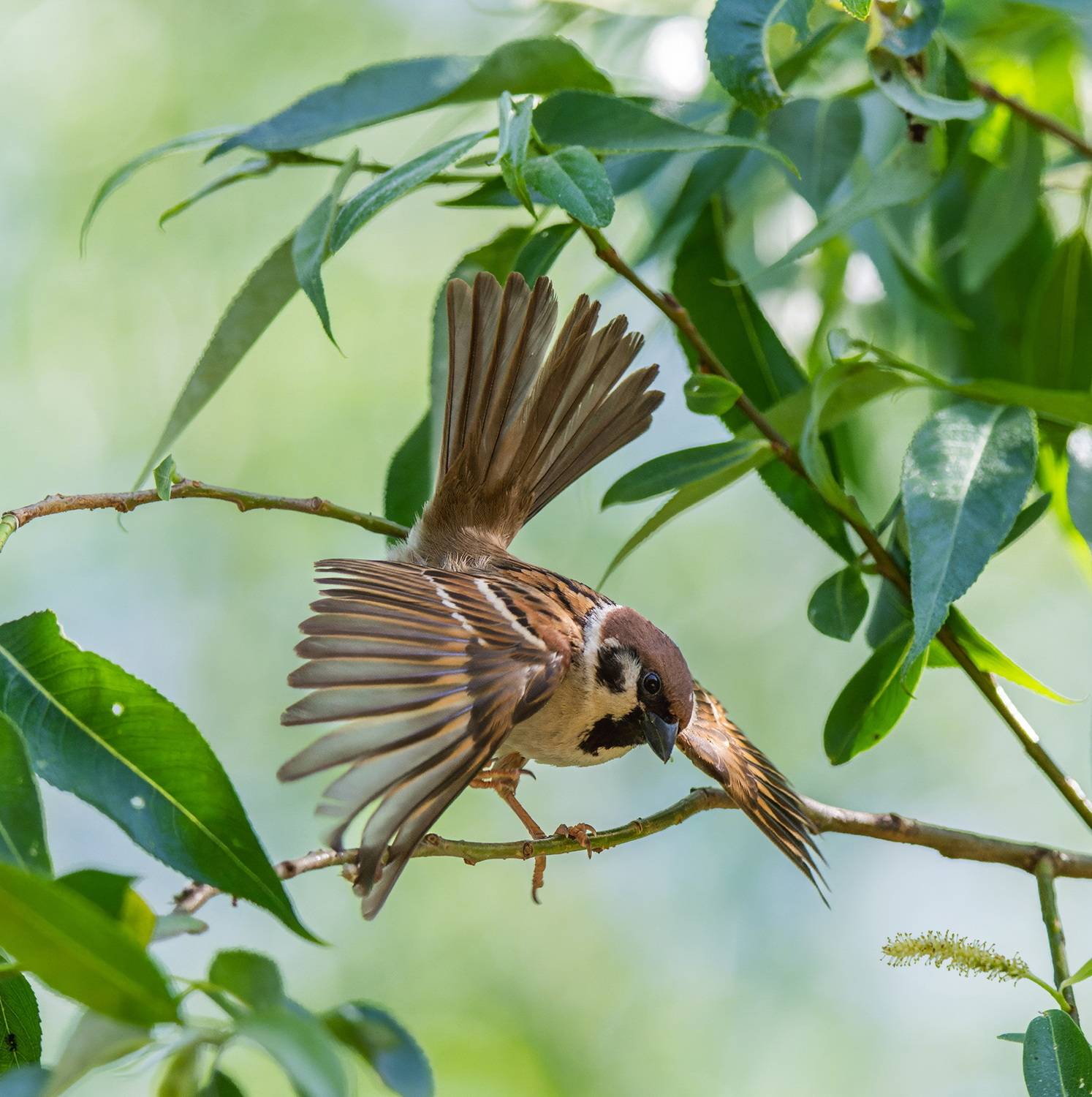 , Дэм Константин